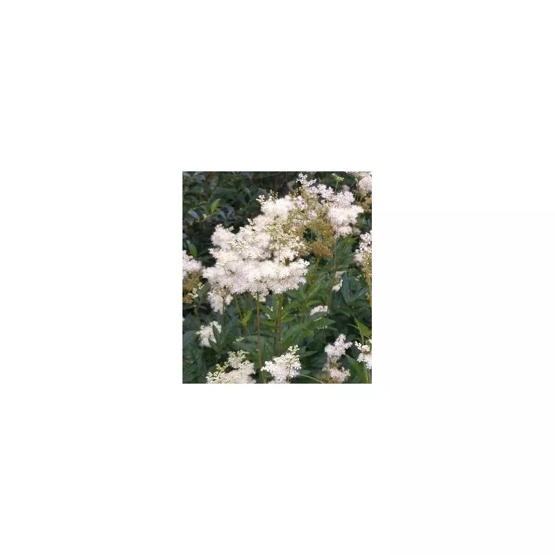 Huile de Reine-des-Prés - 100ml
