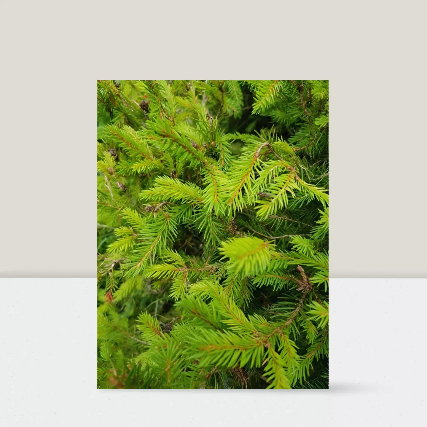 Infusion Sapin Bourgeon 50gr
