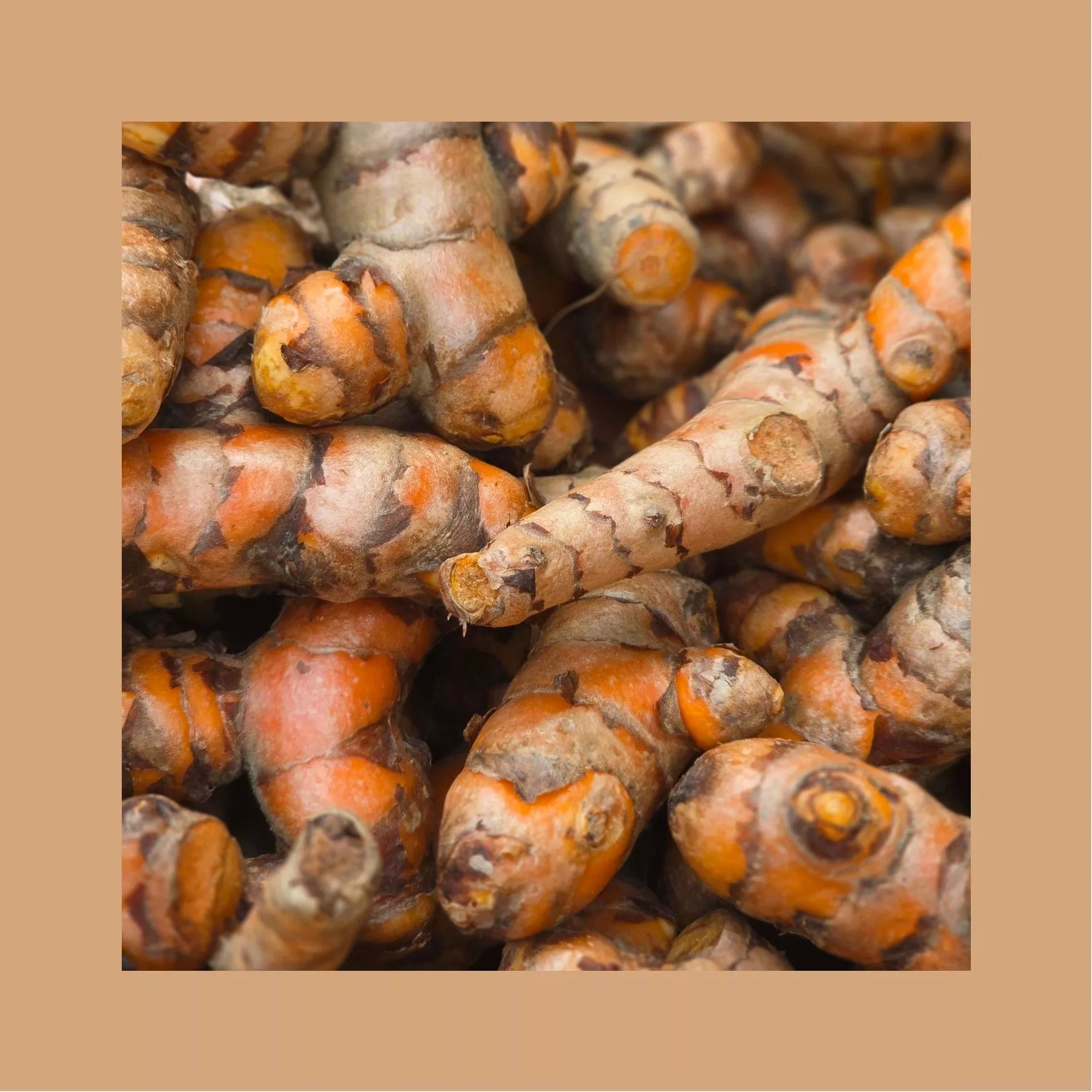 Curcuma - PE