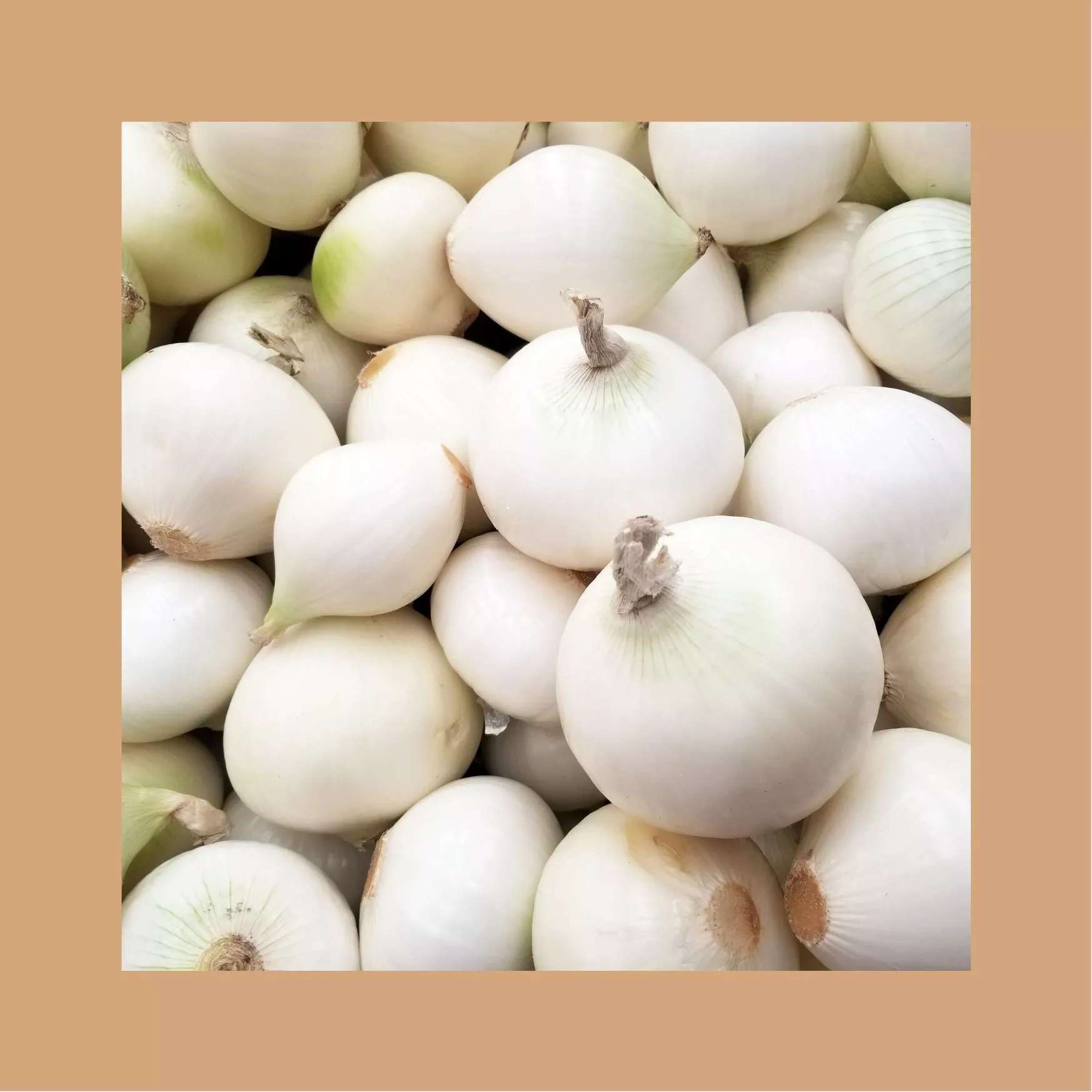 Oignons Blancs - CH
