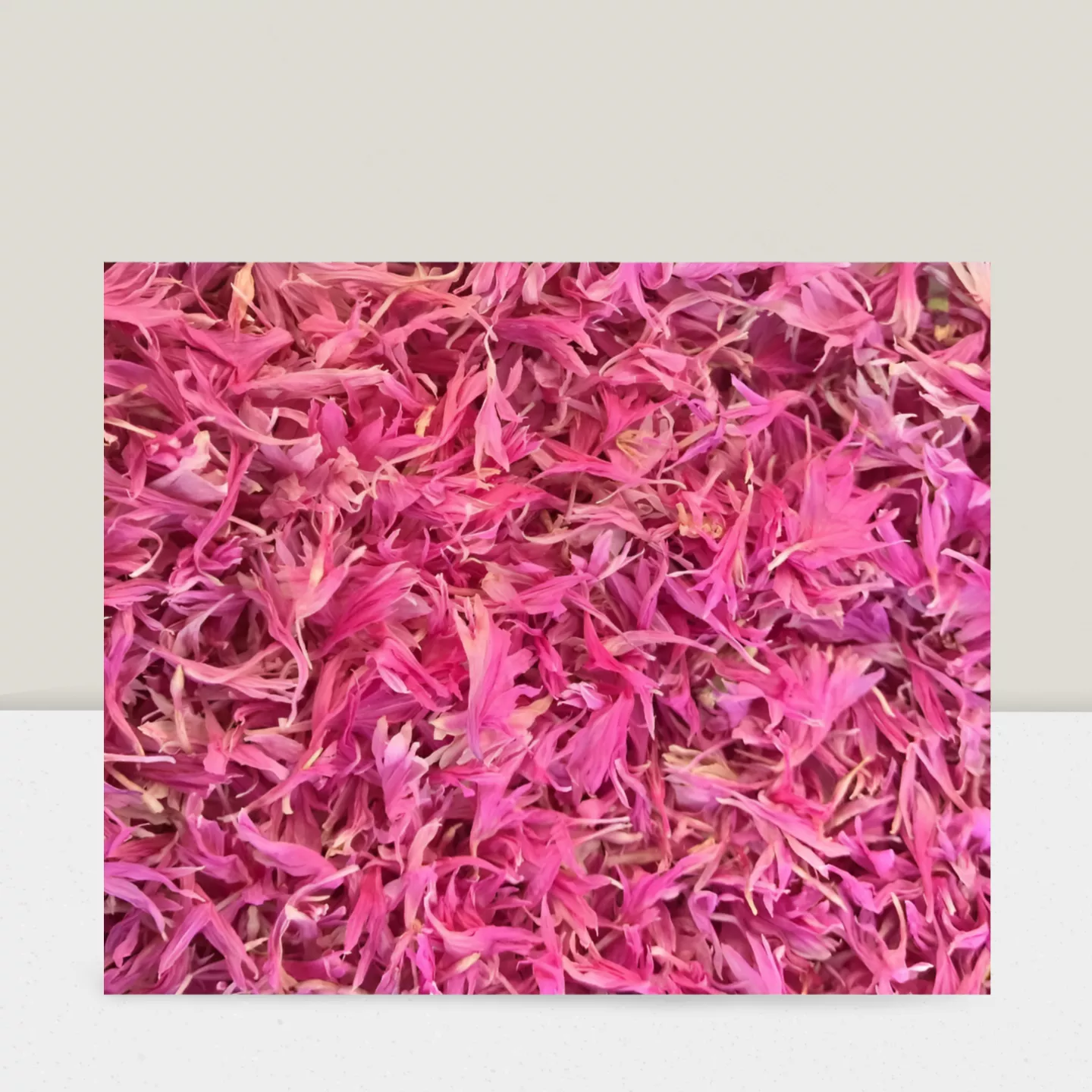 Bleuets roses - 10g