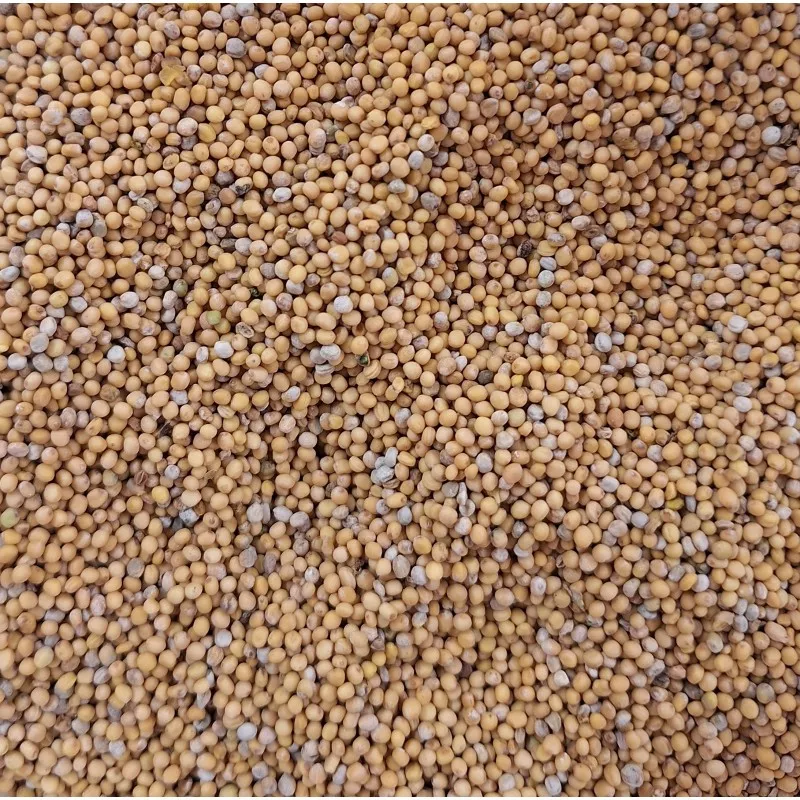 Graines de Moutarde Jaune 120gr